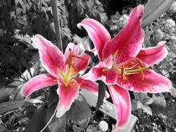 pink lily on black and white background