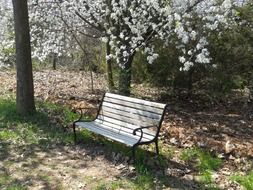 wooden bench in a beautiful park