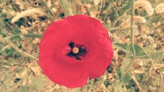 Close-up poppy flower