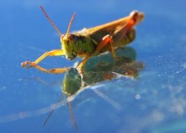 grasshopper on ice close up