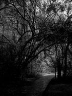 black white picture of a forest path