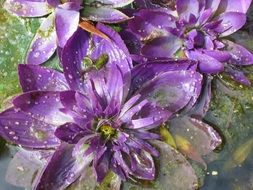 purple lotus buds in water