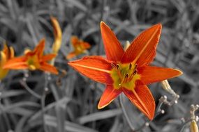 orange lily on the grey background
