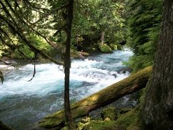 panorama of mckenzie river in oregon