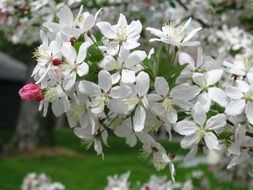 blooming crab apple tree on a sunny day close up