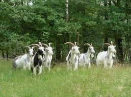 netherlands goats