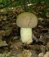 Mushroom among the dry leaves in the forest