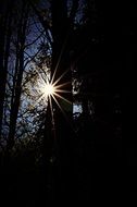 the bright rays of the sun make their way through the dark forest
