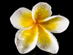 white and yellow flower bud on a dark background