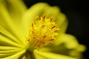 sri lanka yellow flower nectar macro