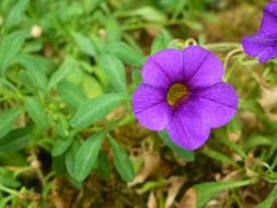 purple flower on the ground