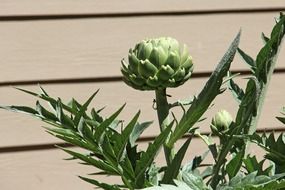 spiky artichoke