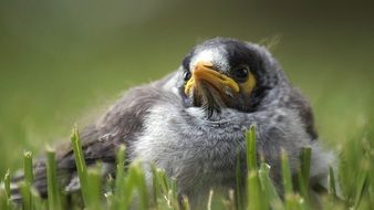 portrait of cute baby bird in grass