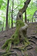 green moss on tree bark in the forest
