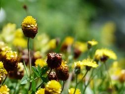 brown dress flowers macro shot