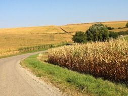 soil road through golden fields of ripe crops and corn, france