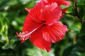 red hibiscus flowers close-up shot