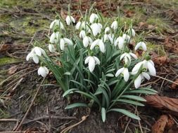 White snowdrop flowers in the garden