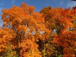 bright fiery autumn trees