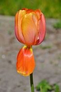 very beautiful tulip