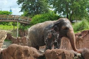 young elephant bathing at zoo