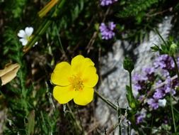 yellow flower in the Alps