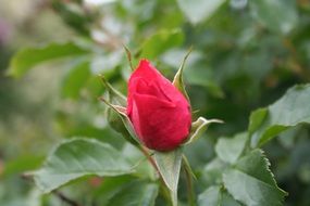 rose in bud on a stem