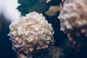 white lilac buds