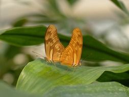 Two butterflies on a green leaf