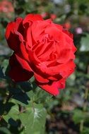 red rose in a greenhouse