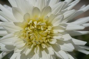 structure of white dahlia blossom