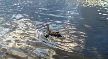 duck on the water of the mirror lake
