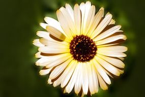 marigold calendula petals