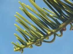 mediterranean conifer tree