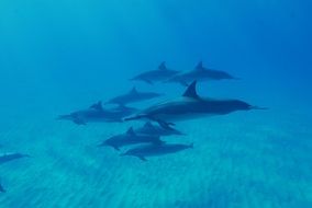 dolphins in the underwater world in hawaii