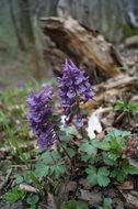 purple corydalis flowers in a forest