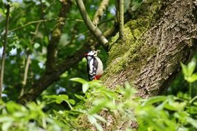 foraging great spotted woodpecker