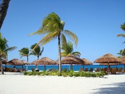 palm trees on beautiful beach with white sand