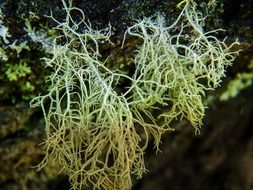 moss on the north side