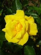 bright lemon rose close-up