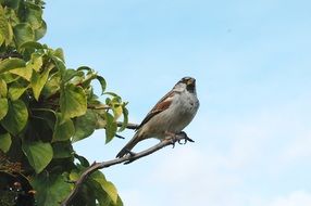 sparrow bird sitting on a tree branch