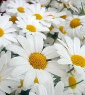 background with white daisies