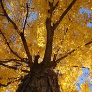 bottom view of an autumn tree with golden foliage