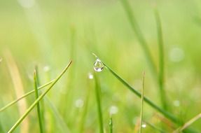a large drop of water on the edge of a blade of grass