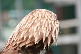 predatory bird head