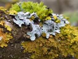 colorful moss on the bark of a tree