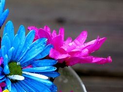 bright blue daisies in water drops