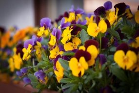 pansy blossom