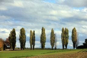 poplar avenue arable landscape