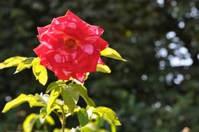 amazing beauty rose